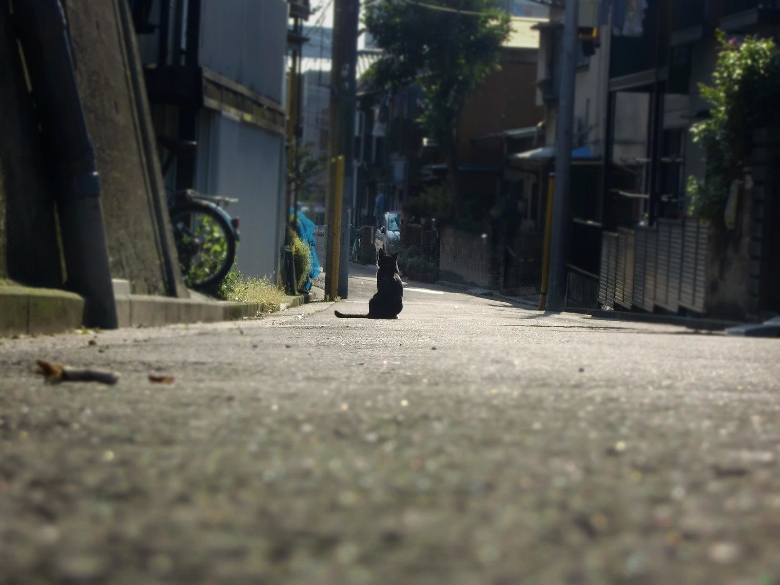 路地奥にたたずむ黒猫