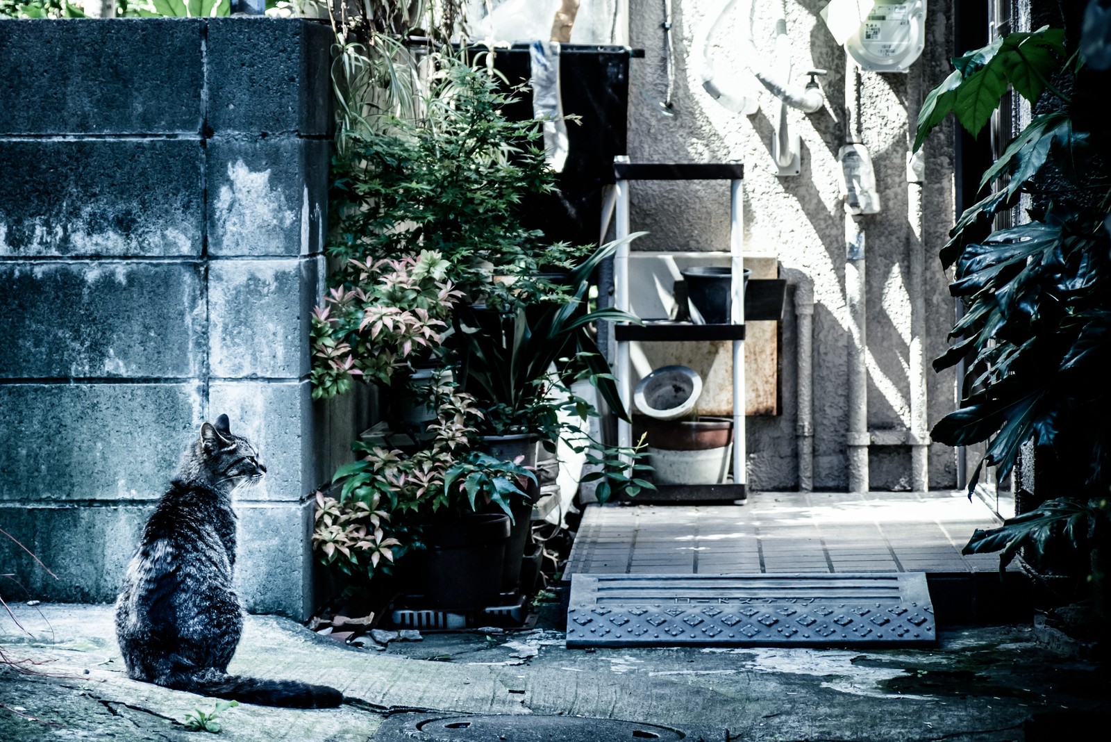 住宅の裏で誰かを待つ猫